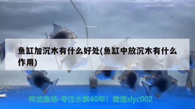 鱼缸加沉木有什么好处(鱼缸中放沉木有什么作用)