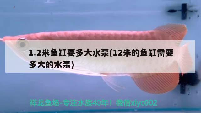 1.2米鱼缸要多大水泵(12米的鱼缸需要多大的水泵) 白子黑帝王魟鱼