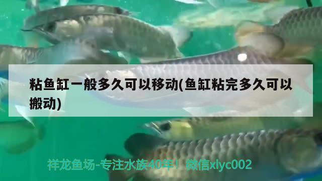 粘鱼缸一般多久可以移动(鱼缸粘完多久可以搬动) 锦鲤池鱼池建设