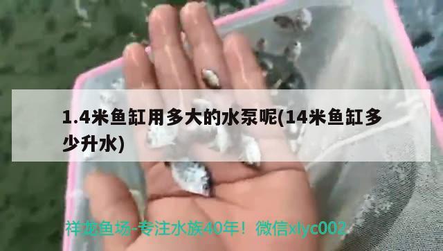 1.4米鱼缸用多大的水泵呢(14米鱼缸多少升水) 锦鲤鱼