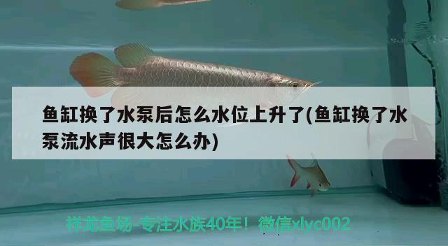 鱼缸换了水泵后怎么水位上升了(鱼缸换了水泵流水声很大怎么办)