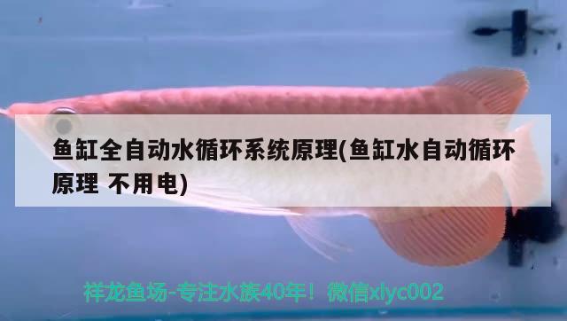 鱼缸全自动水循环系统原理(鱼缸水自动循环原理不用电) 水族维护服务（上门）