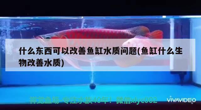 什么东西可以改善鱼缸水质问题(鱼缸什么生物改善水质)