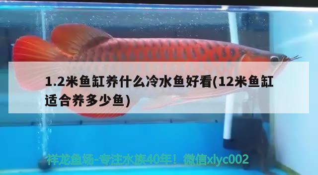 1.2米鱼缸养什么冷水鱼好看(12米鱼缸适合养多少鱼)