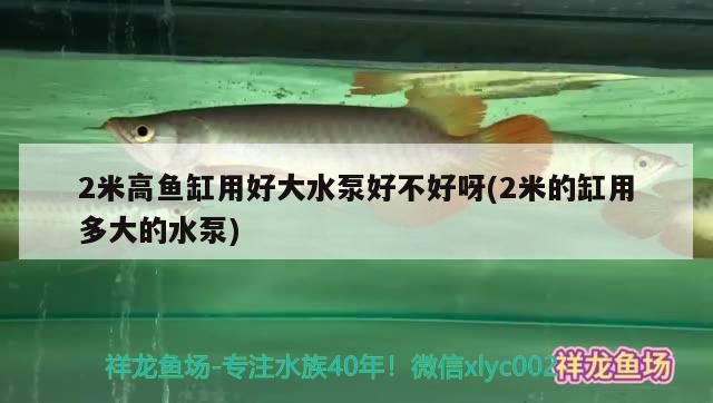 2米高鱼缸用好大水泵好不好呀(2米的缸用多大的水泵) 绿皮辣椒小红龙