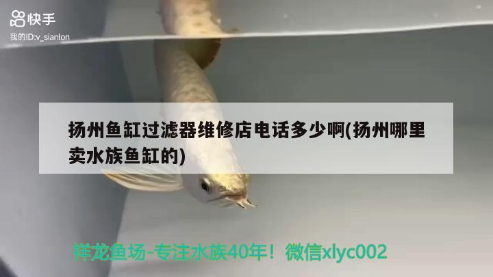 扬州鱼缸过滤器维修店电话多少啊(扬州哪里卖水族鱼缸的) 苏虎苗（苏门答腊虎鱼苗）