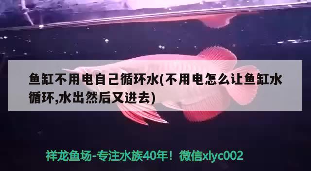 鱼缸不用电自己循环水(不用电怎么让鱼缸水循环,水出然后又进去) 红魔王银版鱼