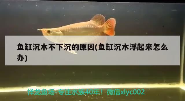 鱼缸沉木不下沉的原因(鱼缸沉木浮起来怎么办) 水草