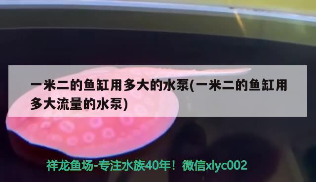 一米二的鱼缸用多大的水泵(一米二的鱼缸用多大流量的水泵) 古典过背金龙鱼