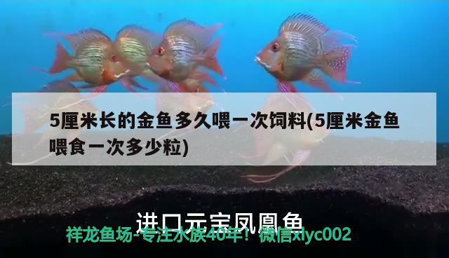 5厘米长的金鱼多久喂一次饲料(5厘米金鱼喂食一次多少粒)