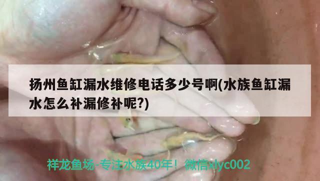 扬州鱼缸漏水维修电话多少号啊(水族鱼缸漏水怎么补漏修补呢?)