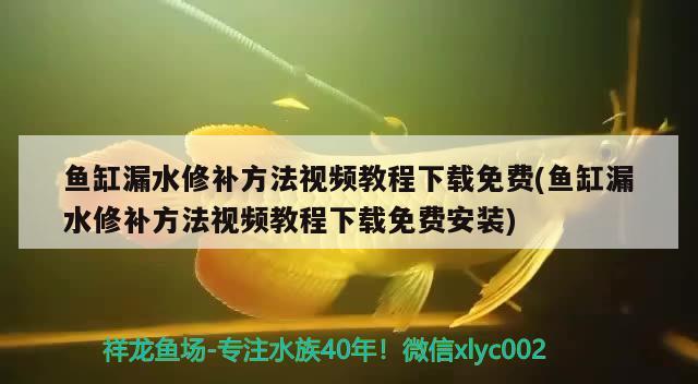 鱼缸漏水修补方法视频教程下载免费(鱼缸漏水修补方法视频教程下载免费安装) 养鱼的好处