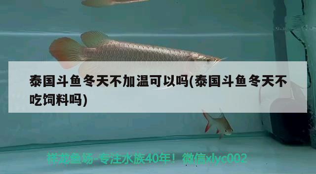 泰国斗鱼冬天不加温可以吗(泰国斗鱼冬天不吃饲料吗) 泰国斗鱼