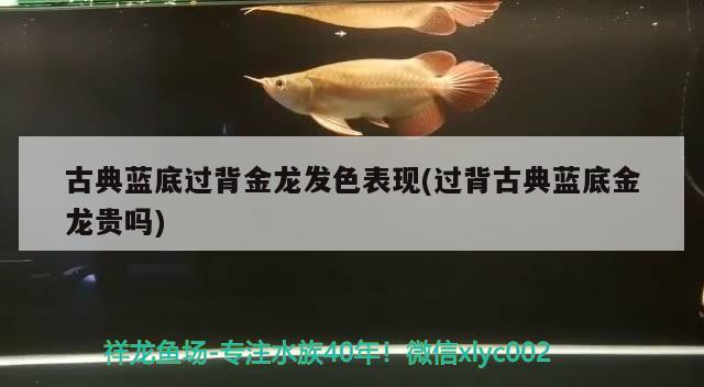 古典蓝底过背金龙发色表现(过背古典蓝底金龙贵吗)