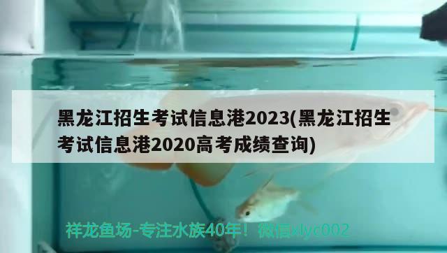 黑龙江招生考试信息港2023(黑龙江招生考试信息港2020高考成绩查询) 观赏鱼