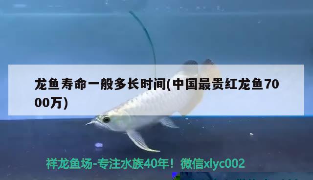 龙鱼寿命一般多长时间(中国最贵红龙鱼7000万) 观赏鱼