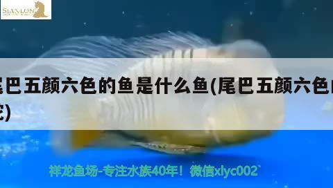 尾巴五颜六色的鱼是什么鱼(尾巴五颜六色的蛇) 观赏鱼