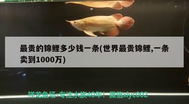 最贵的锦鲤多少钱一条(世界最贵锦鲤,一条卖到1000万)