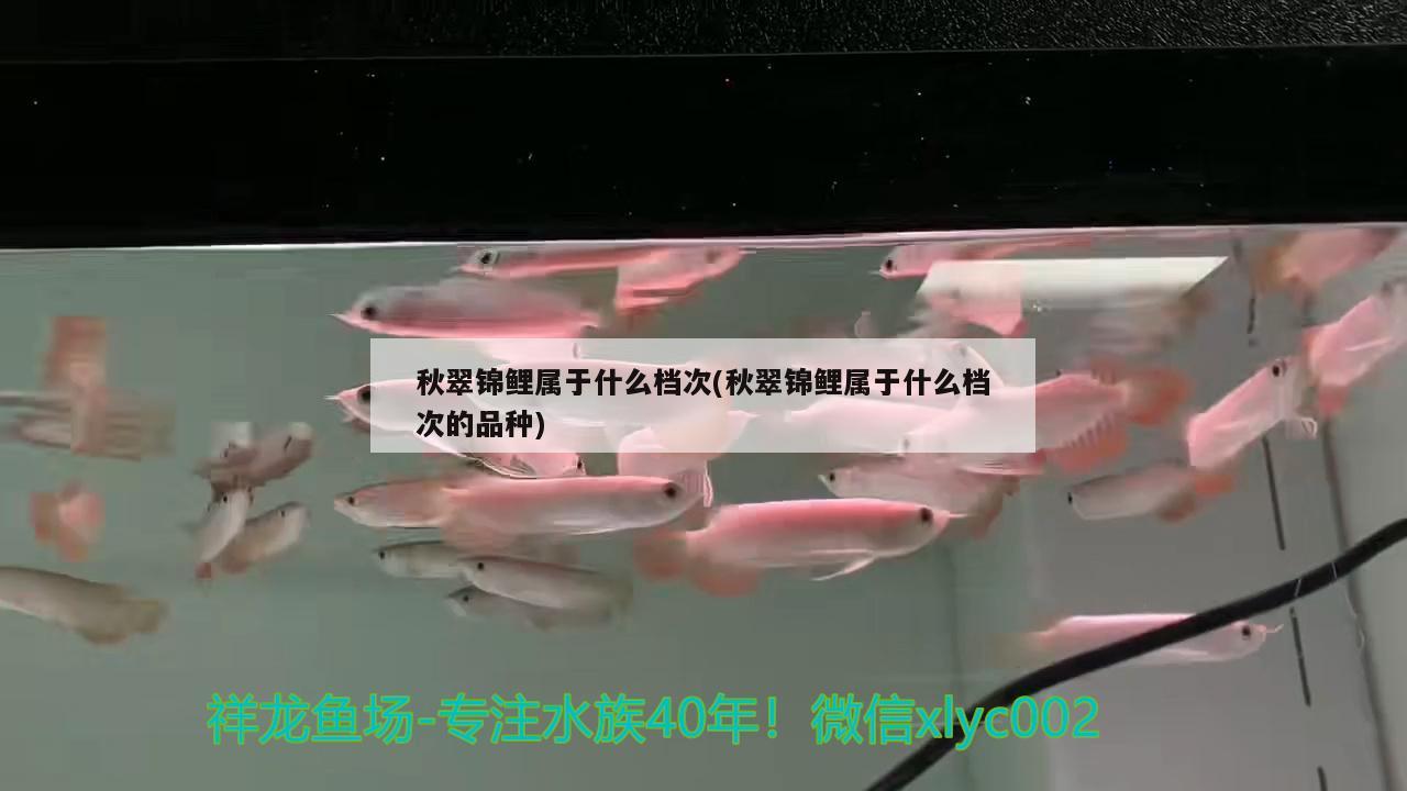 秋翠锦鲤属于什么档次(秋翠锦鲤属于什么档次的品种)