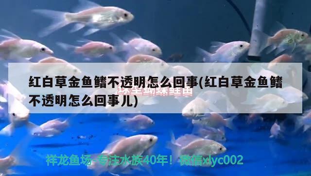 红白草金鱼鳍不透明怎么回事(红白草金鱼鳍不透明怎么回事儿) 观赏鱼