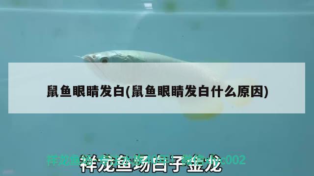 鼠鱼眼睛发白(鼠鱼眼睛发白什么原因) 观赏鱼