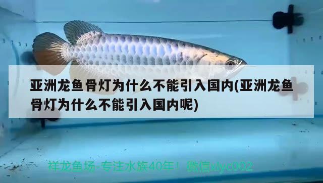 亚洲龙鱼骨灯为什么不能引入国内(亚洲龙鱼骨灯为什么不能引入国内呢)