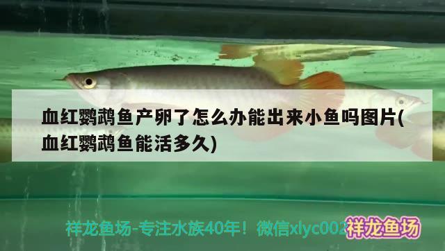 血红鹦鹉鱼产卵了怎么办能出来小鱼吗图片(血红鹦鹉鱼能活多久)