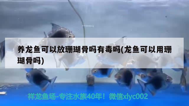 养龙鱼可以放珊瑚骨吗有毒吗(龙鱼可以用珊瑚骨吗) 野生埃及神仙鱼