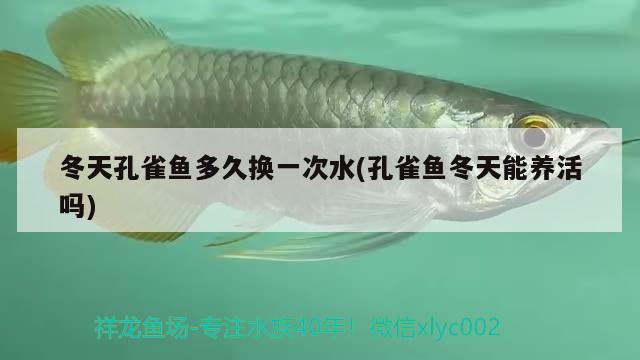 冬天孔雀鱼多久换一次水(孔雀鱼冬天能养活吗) 观赏鱼 第2张