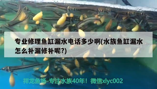 专业修理鱼缸漏水电话多少啊(水族鱼缸漏水怎么补漏修补呢?)