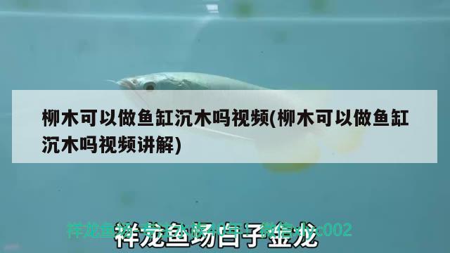 柳木可以做鱼缸沉木吗视频(柳木可以做鱼缸沉木吗视频讲解) 红眼黄化幽灵火箭鱼|皇家火箭鱼