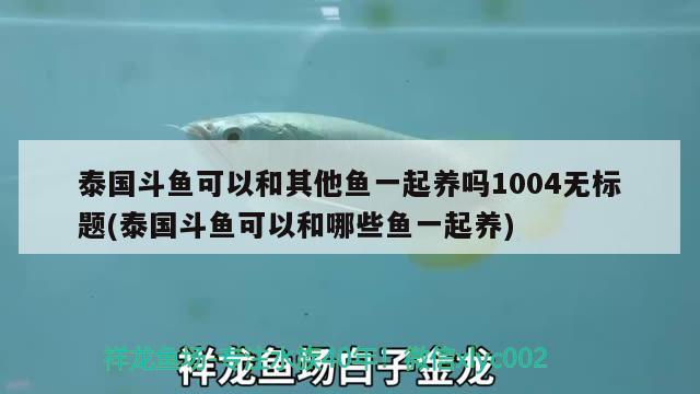 泰国斗鱼可以和其他鱼一起养吗1004无标题(泰国斗鱼可以和哪些鱼一起养)