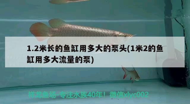 1.2米长的鱼缸用多大的泵头(1米2的鱼缸用多大流量的泵) 梦幻雷龙鱼