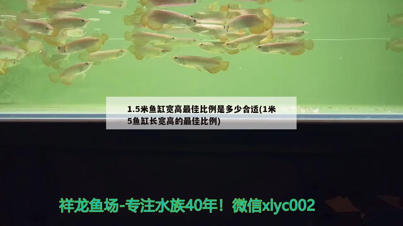 1.5米鱼缸宽高最佳比例是多少合适(1米5鱼缸长宽高的最佳比例) 水温计