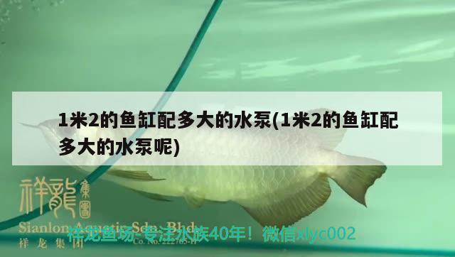 1米2的鱼缸配多大的水泵(1米2的鱼缸配多大的水泵呢) 狗头鱼 第1张