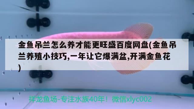 金鱼吊兰怎么养才能更旺盛百度网盘(金鱼吊兰养殖小技巧,一年让它爆满盆,开满金鱼花) 观赏鱼