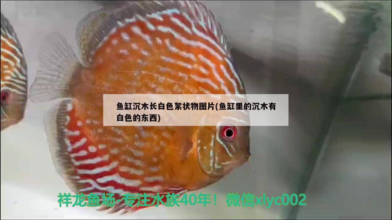 鱼缸沉木长白色絮状物图片(鱼缸里的沉木有白色的东西) 广州水族批发市场
