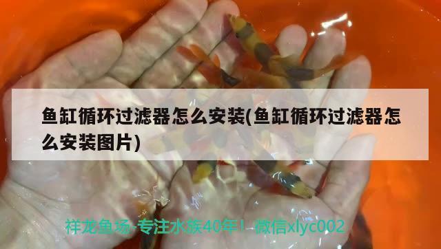 鱼缸循环过滤器怎么安装(鱼缸循环过滤器怎么安装图片) 泰庞海鲢鱼