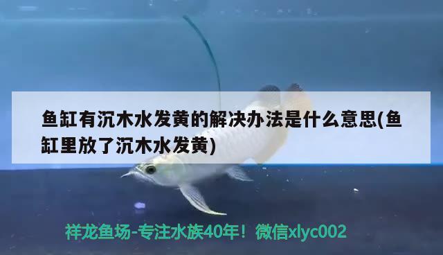 鱼缸有沉木水发黄的解决办法是什么意思(鱼缸里放了沉木水发黄) 金三间鱼