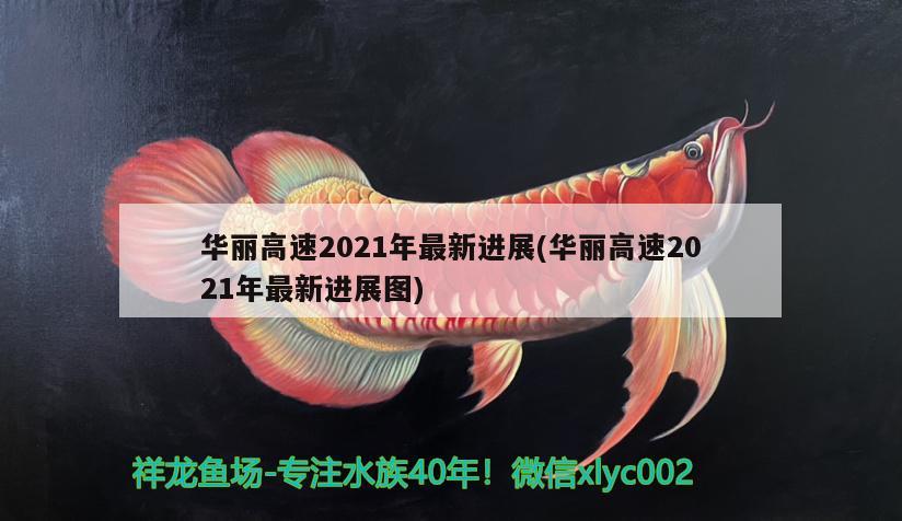 华丽高速2021年最新进展(华丽高速2021年最新进展图) 观赏鱼