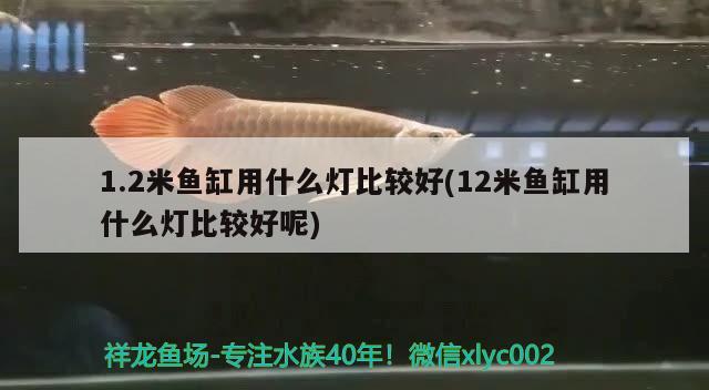 1.2米鱼缸用什么灯比较好(12米鱼缸用什么灯比较好呢)