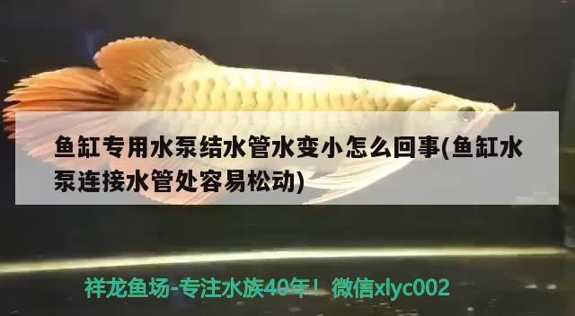 鱼缸专用水泵结水管水变小怎么回事(鱼缸水泵连接水管处容易松动) 鱼缸水泵