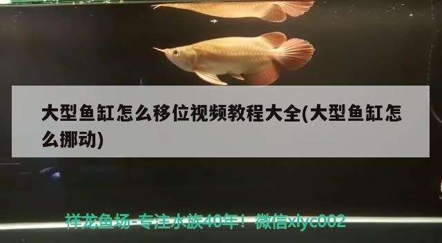 大型鱼缸怎么移位视频教程大全(大型鱼缸怎么挪动) 青龙鱼