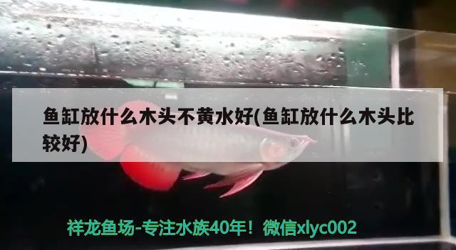 鱼缸放什么木头不黄水好(鱼缸放什么木头比较好)