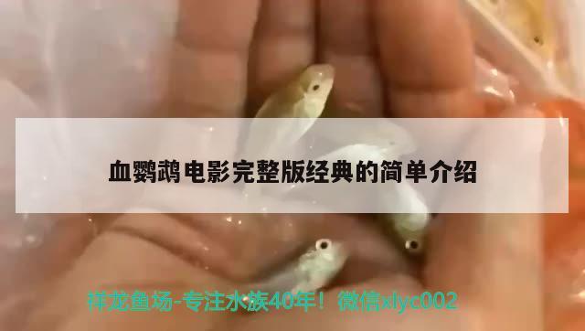 血鹦鹉电影完整版经典的简单介绍