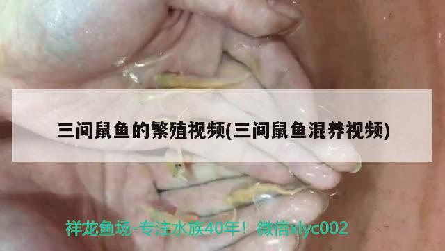 三间鼠鱼的繁殖视频(三间鼠鱼混养视频) 三间鼠鱼