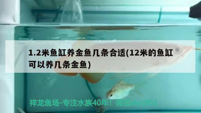 1.2米鱼缸养金鱼几条合适(12米的鱼缸可以养几条金鱼)