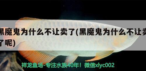 黑魔鬼为什么不让卖了(黑魔鬼为什么不让卖了呢) 观赏鱼