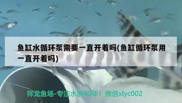 鱼缸水循环泵需要一直开着吗(鱼缸循环泵用一直开着吗) 红白锦鲤鱼 第2张