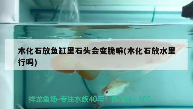 木化石放鱼缸里石头会变脆嘛(木化石放水里行吗) 水族世界